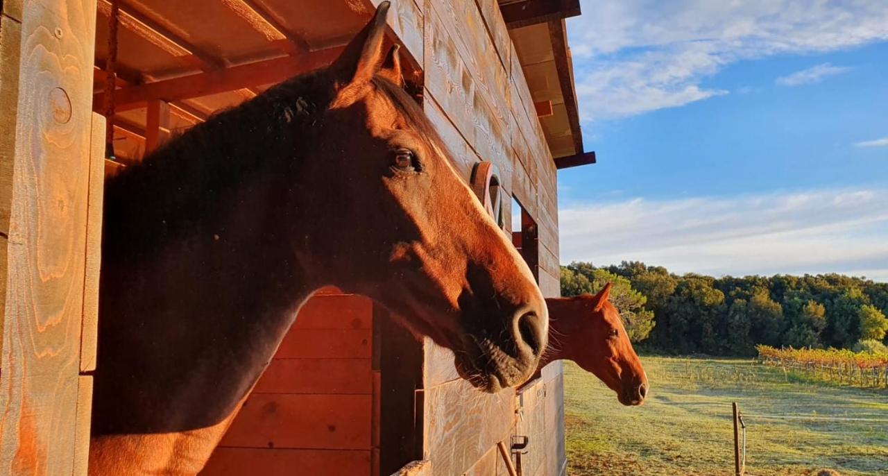 Guesthouse Ava Rovinj Zewnętrze zdjęcie